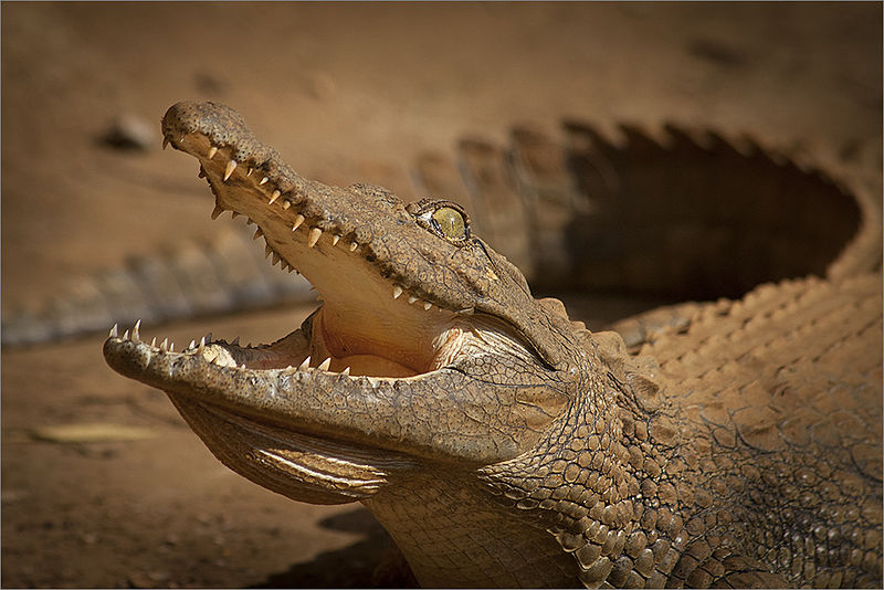 Junges krokodil (c) Hein waschefort
